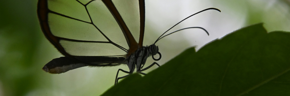 A path through a misty forest, representing the journey of finding one's way